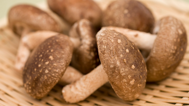 Illustration for article titled More Mushroom Than You Can Handle: You Simply Don’t Have The Endurance To Make It Through This List Of 8 Mushrooms
